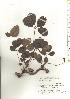  ( - TW019780)  @11 [ ] Copyright (2021) Unspecified Forestry and Forest Products Research Institute