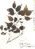  ( - TW019781)  @11 [ ] Copyright (2021) Unspecified Forestry and Forest Products Research Institute