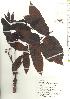  ( - TW019782)  @11 [ ] Copyright (2021) Unspecified Forestry and Forest Products Research Institute