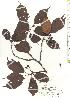  ( - TW019789)  @11 [ ] Copyright (2021) Unspecified Forestry and Forest Products Research Institute