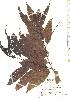  ( - TW019793)  @11 [ ] Copyright (2021) Unspecified Forestry and Forest Products Research Institute