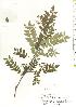  ( - TW019796)  @11 [ ] Copyright (2021) Unspecified Forestry and Forest Products Research Institute