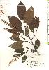  ( - TW019820)  @11 [ ] Copyright (2021) Unspecified Forestry and Forest Products Research Institute