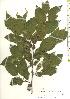  ( - TW019826)  @11 [ ] Copyright (2021) Unspecified Forestry and Forest Products Research Institute
