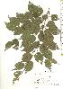  ( - TW019846)  @11 [ ] Copyright (2021) Unspecified Forestry and Forest Products Research Institute