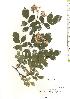  ( - TW019847)  @11 [ ] Copyright (2021) Unspecified Forestry and Forest Products Research Institute