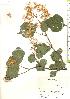  ( - TW019849)  @11 [ ] Copyright (2021) Unspecified Forestry and Forest Products Research Institute