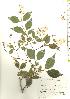  ( - TW019851)  @11 [ ] Copyright (2021) Unspecified Forestry and Forest Products Research Institute