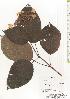  ( - TW020477)  @11 [ ] Copyright (2021) Unspecified Forestry and Forest Products Research Institute