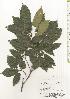  ( - TW020482)  @11 [ ] Copyright (2021) Unspecified Forestry and Forest Products Research Institute