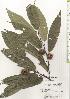 ( - TW020485)  @11 [ ] Copyright (2021) Unspecified Forestry and Forest Products Research Institute