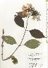  ( - TW020496)  @11 [ ] Copyright (2021) Unspecified Forestry and Forest Products Research Institute