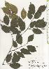  ( - TW020503)  @11 [ ] Copyright (2021) Unspecified Forestry and Forest Products Research Institute