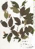  ( - TW020511)  @11 [ ] Copyright (2021) Unspecified Forestry and Forest Products Research Institute