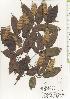  ( - TW020515)  @11 [ ] Copyright (2021) Unspecified Forestry and Forest Products Research Institute