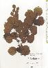  ( - TW020520)  @11 [ ] Copyright (2021) Unspecified Forestry and Forest Products Research Institute