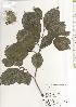  ( - TW020526)  @11 [ ] Copyright (2021) Unspecified Forestry and Forest Products Research Institute
