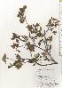  ( - TW020528)  @11 [ ] Copyright (2021) Unspecified Forestry and Forest Products Research Institute