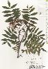  ( - TW020542)  @11 [ ] Copyright (2021) Unspecified Forestry and Forest Products Research Institute