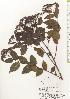  (Spiraea japonica var. japonica - TW020548)  @11 [ ] Copyright (2021) Unspecified Forestry and Forest Products Research Institute