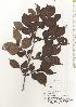  ( - TW020549)  @11 [ ] Copyright (2021) Unspecified Forestry and Forest Products Research Institute