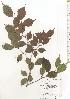  ( - TW020556)  @11 [ ] Copyright (2021) Unspecified Forestry and Forest Products Research Institute
