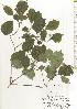 ( - TW020558)  @11 [ ] Copyright (2021) Unspecified Forestry and Forest Products Research Institute