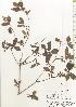  ( - TW020559)  @11 [ ] Copyright (2021) Unspecified Forestry and Forest Products Research Institute