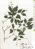  ( - TW020560)  @11 [ ] Copyright (2021) Unspecified Forestry and Forest Products Research Institute