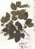  ( - TW020564)  @11 [ ] Copyright (2021) Unspecified Forestry and Forest Products Research Institute