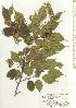  ( - TW020584)  @11 [ ] Copyright (2021) Unspecified Forestry and Forest Products Research Institute