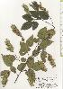  ( - TW020602)  @11 [ ] Copyright (2021) Unspecified Forestry and Forest Products Research Institute