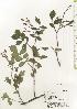  ( - TW020624)  @11 [ ] Copyright (2021) Unspecified Forestry and Forest Products Research Institute