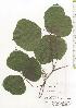  ( - TW020627)  @11 [ ] Copyright (2021) Unspecified Forestry and Forest Products Research Institute