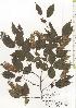  ( - TW020632)  @11 [ ] Copyright (2021) Unspecified Forestry and Forest Products Research Institute