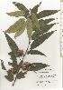 ( - TW020635)  @11 [ ] Copyright (2021) Unspecified Forestry and Forest Products Research Institute