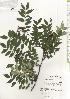  ( - TW020639)  @11 [ ] Copyright (2021) Unspecified Forestry and Forest Products Research Institute
