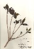  ( - TW020926)  @11 [ ] Copyright (2021) Unspecified Forestry and Forest Products Research Institute