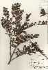  ( - TW020927)  @11 [ ] Copyright (2021) Unspecified Forestry and Forest Products Research Institute