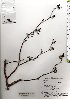  ( - TW020929)  @11 [ ] Copyright (2021) Unspecified Forestry and Forest Products Research Institute