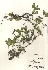  ( - TW020940)  @11 [ ] Copyright (2021) Unspecified Forestry and Forest Products Research Institute