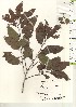  ( - TW020960)  @11 [ ] Copyright (2021) Unspecified Forestry and Forest Products Research Institute