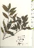  ( - TW020964)  @11 [ ] Copyright (2021) Unspecified Forestry and Forest Products Research Institute