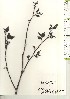 ( - TW020971)  @11 [ ] Copyright (2021) Unspecified Forestry and Forest Products Research Institute