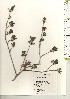  ( - TW020974)  @11 [ ] Copyright (2021) Unspecified Forestry and Forest Products Research Institute