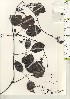  ( - TW020977)  @11 [ ] Copyright (2021) Unspecified Forestry and Forest Products Research Institute