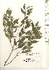 ( - TW020998)  @11 [ ] Copyright (2021) Unspecified Forestry and Forest Products Research Institute