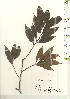  ( - TW021008)  @11 [ ] Copyright (2021) Unspecified Forestry and Forest Products Research Institute