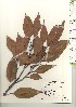  ( - TW021011)  @11 [ ] Copyright (2021) Unspecified Forestry and Forest Products Research Institute