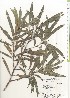  ( - TW021015)  @11 [ ] Copyright (2021) Unspecified Forestry and Forest Products Research Institute